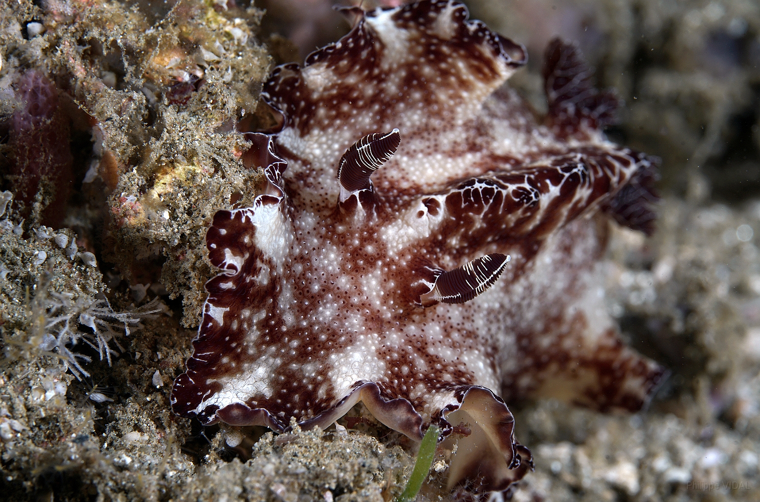 Banda Sea 2018 - DSC05626_rc - Flatworm discodoris -  - Discodoris boholiensis.jpg